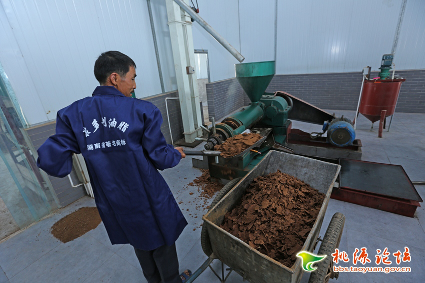 南宫NG28,油茶种植生产加工销售,植物油种植生产加工销售