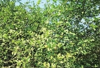 南宫NG28,油茶种植生产加工销售,植物油种植生产加工销售 南宫NG28,油茶种植生产加工销售,植物油种植生产加工销售